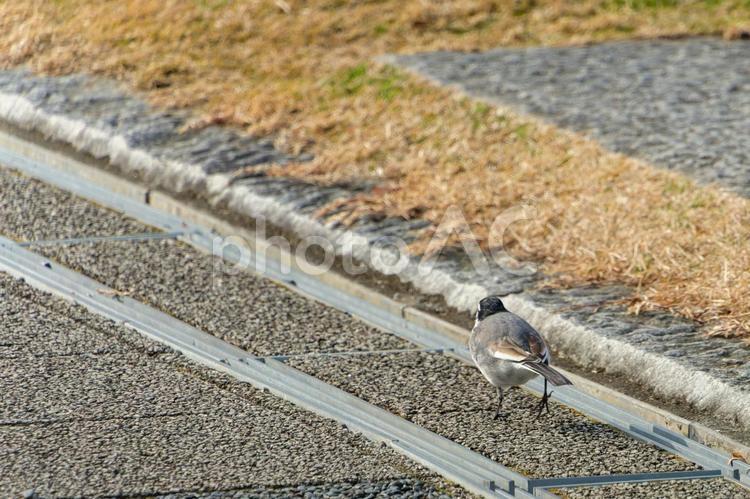 歩道を歩くハクセキレイの後ろ姿 ハクセキレイ,鳥,野鳥の写真素材