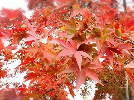 紅葉の写真