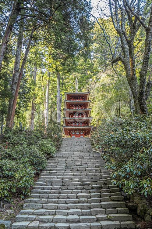 室生寺　五重塔 室生寺,女人高野,五重塔の写真素材