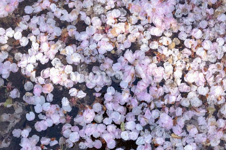 桜の花びら 桜,サクラ,花びらの写真素材