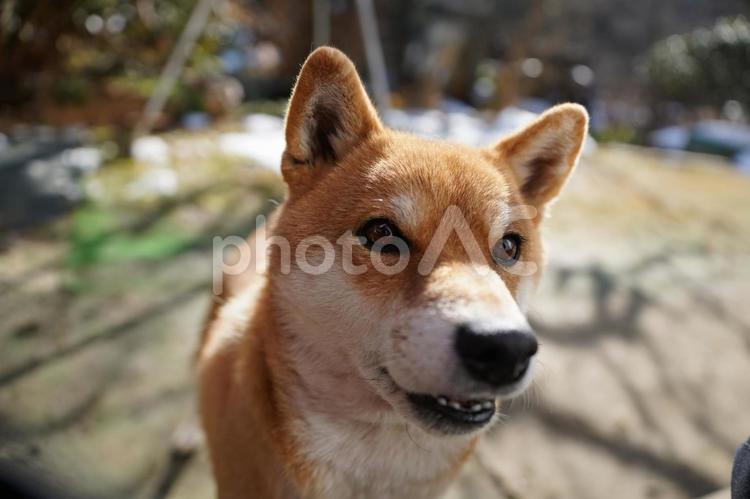 柴犬　接写　真顔　1月 柴犬,犬,動物の写真素材