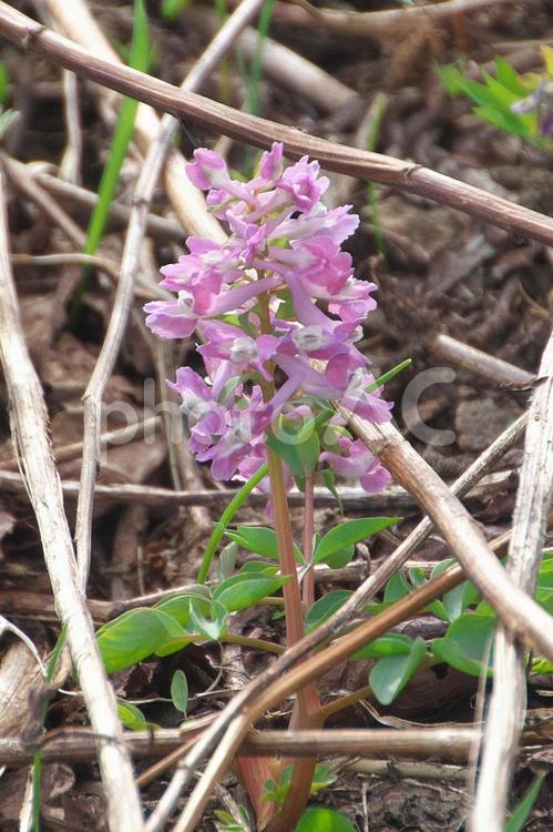 春の野の花　エゾエンゴサク 野の花,野花,野草の写真素材