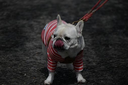 フレブル君 フレブル君 動物,犬,生き物の写真素材