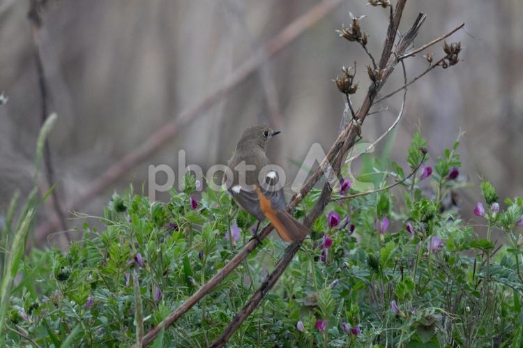 ジョウビタキのメス ジョウビタキ,渡り鳥,野鳥の写真素材