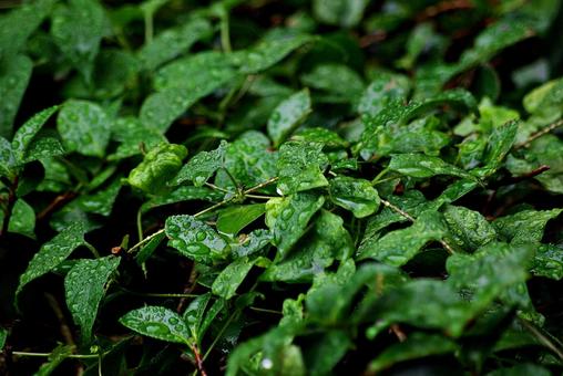 庭木と雨滴 雨滴,水,しずくの写真素材