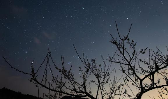 夜空に映える梅の木の輝き 夜空に映える梅の木の輝きの写真