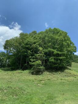 青空に映える初夏の高原の樹林 樹林,樹木,木立の写真素材