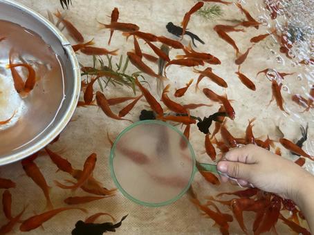 Photo, summer, summer festival, goldfish scooping, 