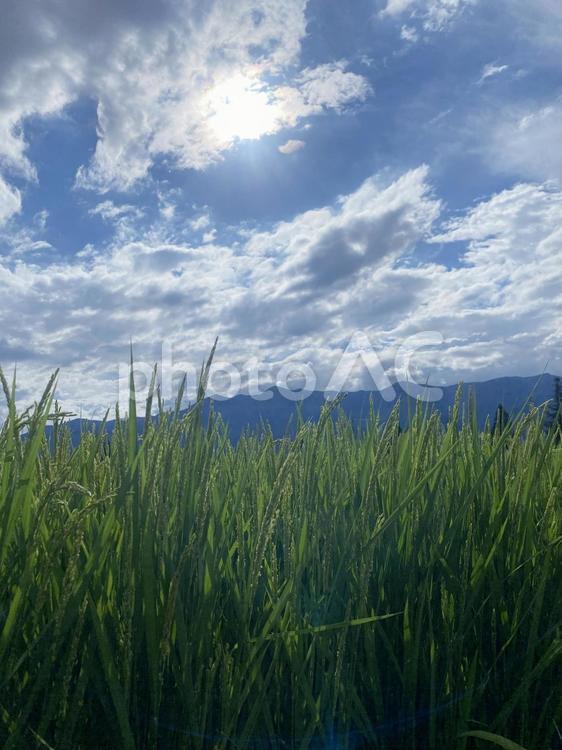 空と稲 稲,太陽,光の写真素材