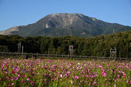 伊吹山と秋桜3 伊吹山,山,秋桜の写真素材