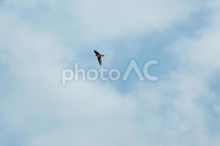 大空を高速で飛行する燕 鳥,鳥類,燕の写真素材