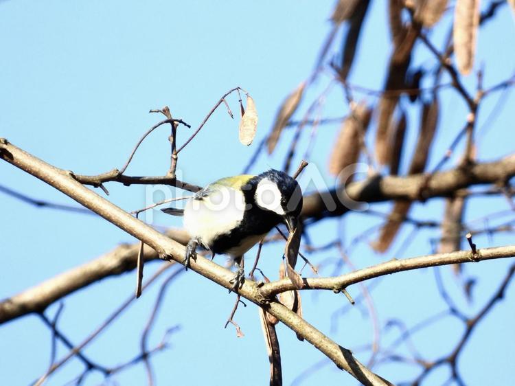 木の実を咥えるシジュウカラ 鳥,野鳥,シジュウカラの写真素材