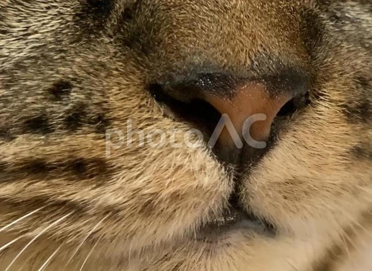 ねこお鼻とお口 口,鼻,ヒゲの写真素材