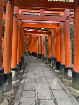 千本鳥居 千本鳥居 京都,観光,京都観光の写真素材