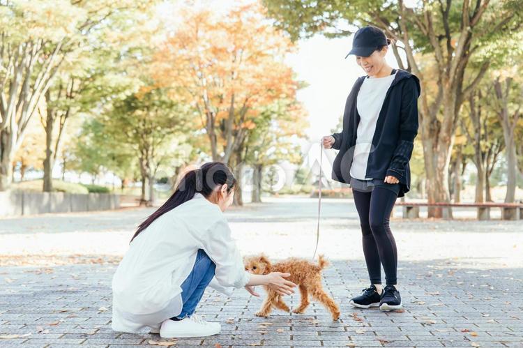 犬の散歩中に挨拶する女性たち 犬,ペット,愛犬の写真素材