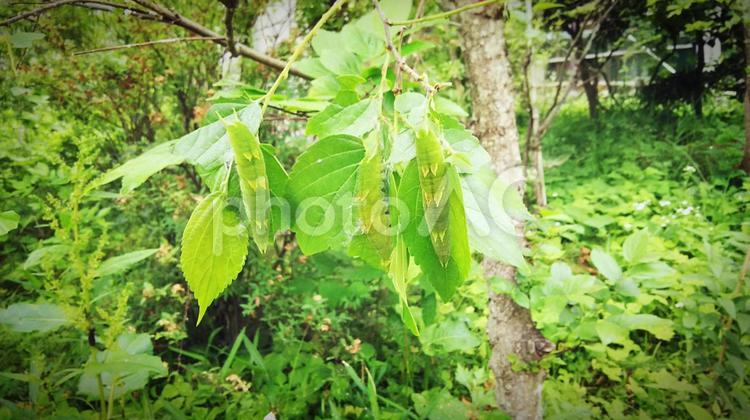 Oomurasaki, JPG Oomurasaki, freshness, agriculture (commercial enterprise), flourished, JPG