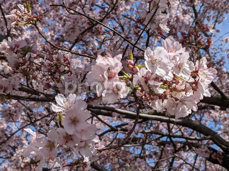 青空の下で咲く満開の桜 桜,春,満開の写真素材