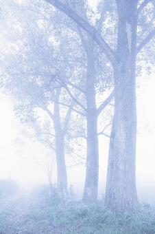 濃霧に包まれた七塚原牧場の並木道 日本,屋外,風景の写真素材