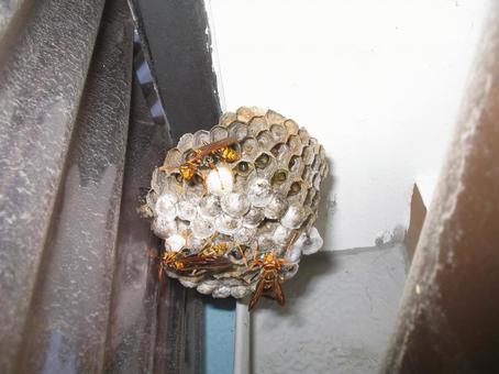 アシナガバチと巣 昆虫,蜂,アシナガバチの写真素材