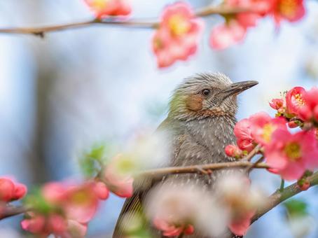 ボケの花とヒヨドリ ボケの花とヒヨドリの写真