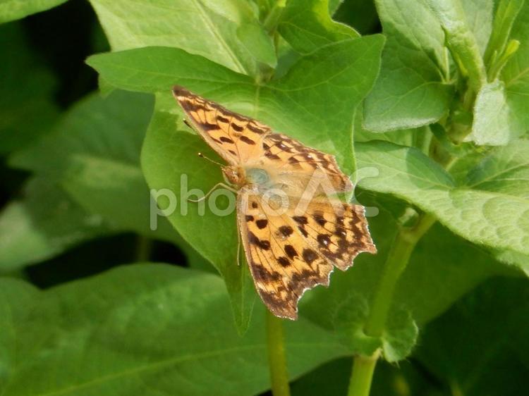 【昆虫写真】キタテハ（黄立翅） キタテハ,黄立翅,タテハの写真素材