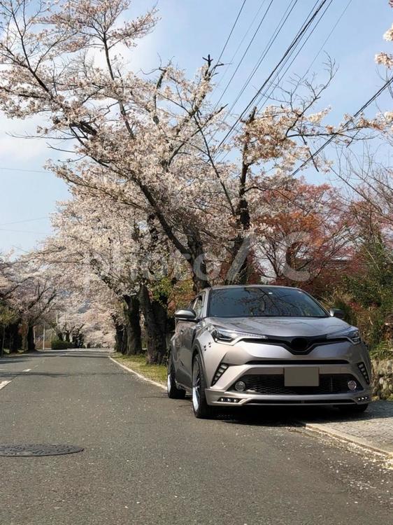SUVと桜 コンプリートカー,カスタムカー,シャコタンの写真素材