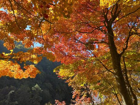 信州の紅葉（横谷渓谷） 木々,風景,自然の写真素材