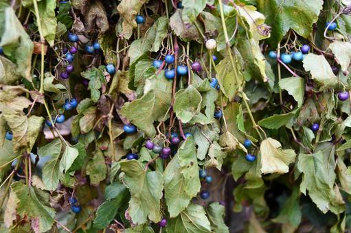 ノブドウの実 ノブドウ,青,青い実の写真素材