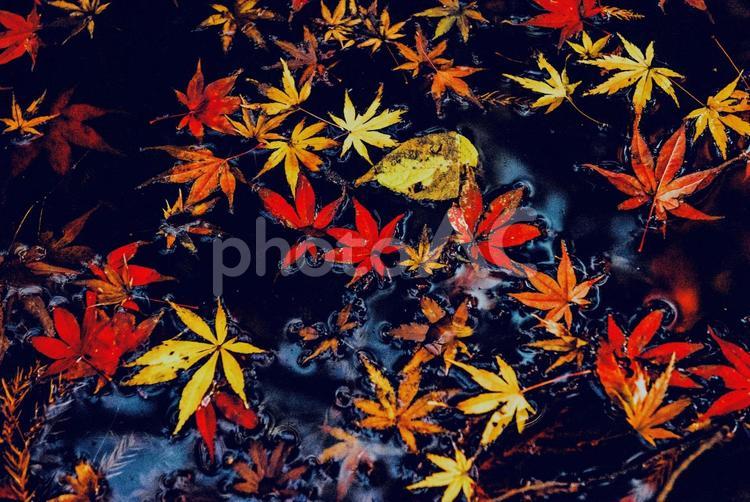 落ち葉 落ち葉,紅葉,もみじの写真素材