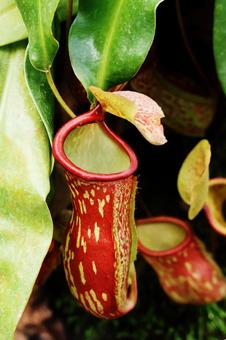 Photo, carnivorous plant, uboppold, nepenthes, 