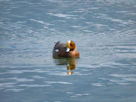 池で泳ぐヒドリガモのオス 池で泳ぐヒドリガモのオス ヒドリガモ,緋鳥鴨,鳥の写真素材