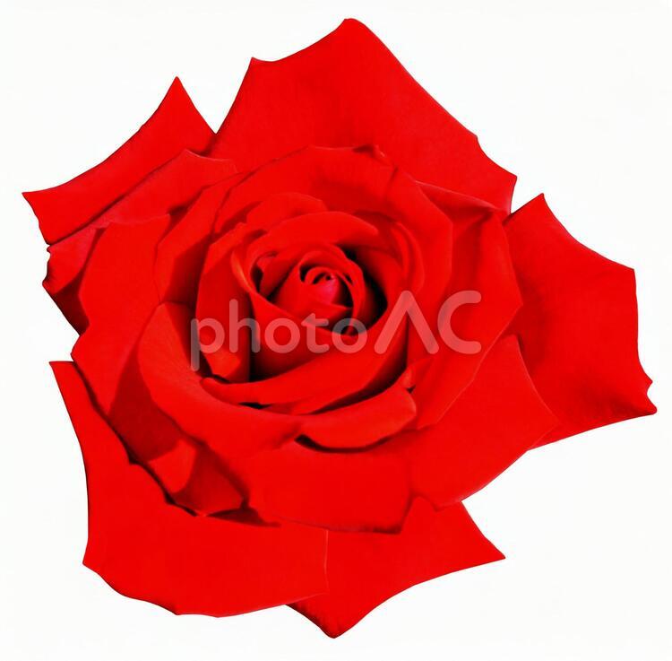 深紅の薔薇　切り抜き　背景透過 赤い薔薇,薔薇,花の写真素材