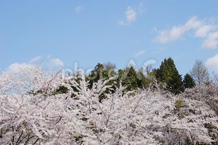 桜の風景 さくら,桜の花,満開の写真素材