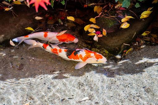 もみじ公園の秋(33) 秋,紅葉,モミジの写真素材