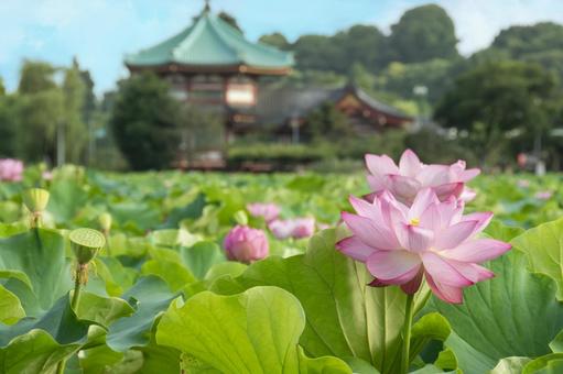 不忍池の蓮の花 不忍池の蓮の花の写真