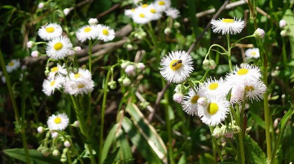 草むらの花 草むらの花の写真