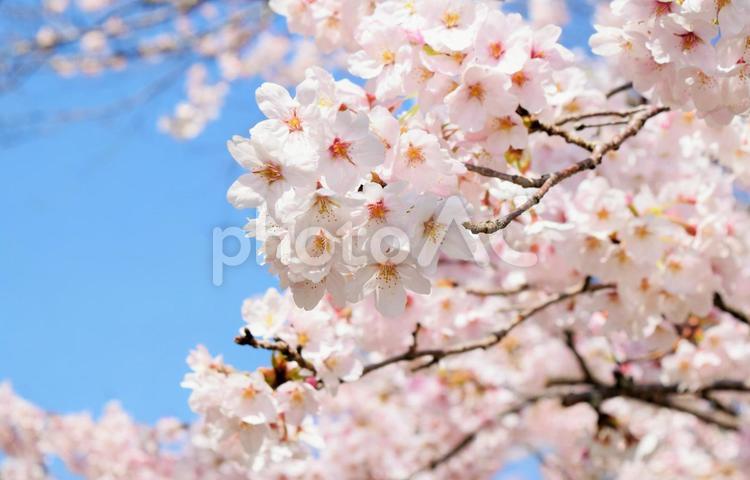 満開の桜と青空、クローズアップ さくら,桜,サクラの写真素材