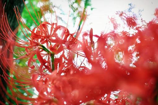 彼岸花 彼岸花の写真
