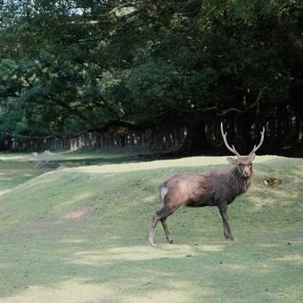 鹿 鹿の写真