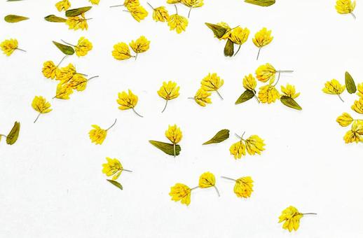 黄色い小花のちらし模様 黄色い小花のちらし模様の写真