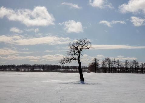 雪原に立つ一本木 雪原,雪面,冬の空の写真素材