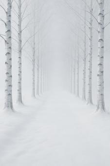 雪霧の白樺並木の写真
