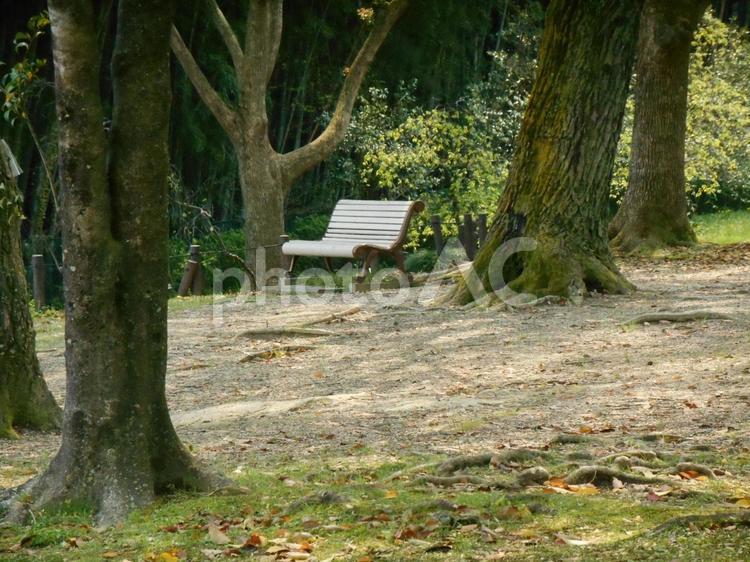 木陰のベンチ ベンチ,木陰,木立の写真素材
