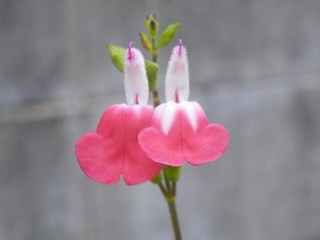 【花の写真】チェリーセージ 【花の写真】チェリーセージ チェリーセージ,シソ科,花の写真素材