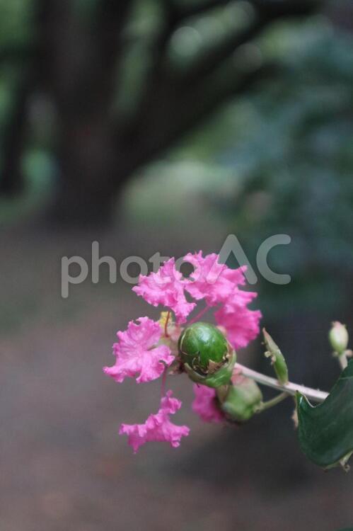 京都御苑　さるすべりの花 さるすべり,花,木の写真素材