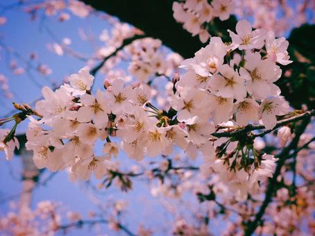 花見 花見の写真