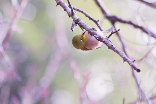 枝をついばむ可愛いメジロ 枝をついばむ可愛いメジロ 鳥,メジロ,春の写真素材