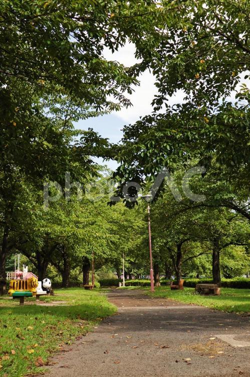 夏の公園のイメージ 公園,自然,夏の写真素材