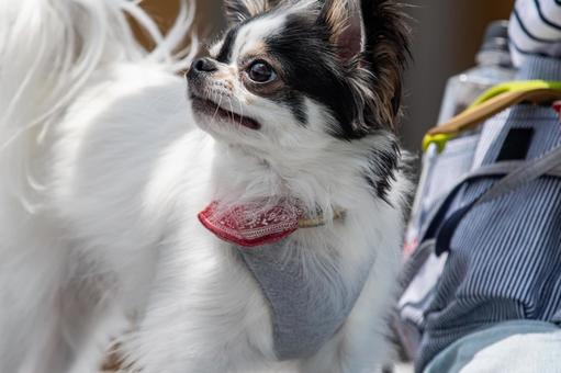 愛らしい表情のチワワ ちわわ,チワワ,犬の写真素材