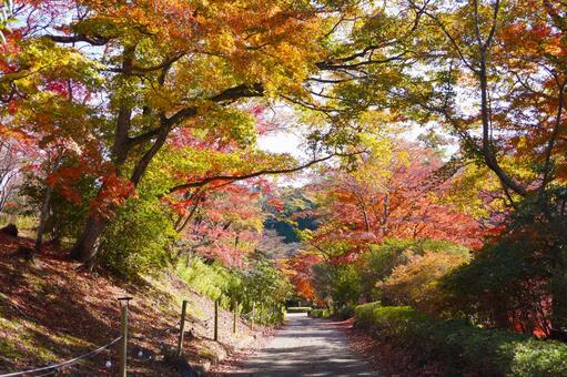 秋色に染まる紅葉の小道 紅葉,秋,秋風景の写真素材